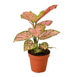 Chinese Evergreen 'Lady Valentine' - LuxNovaHub 