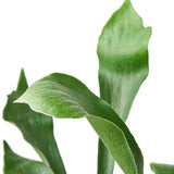 Staghorn Fern - LuxNovaHub 