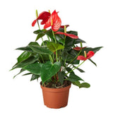 Anthurium 'Red' - LuxNovaHub 