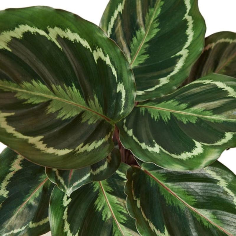 Calathea Roseopicta Medallion - LuxNovaHub 