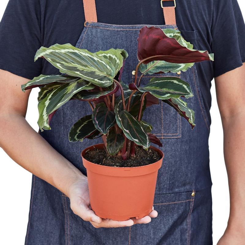 Calathea Roseopicta Medallion - LuxNovaHub 