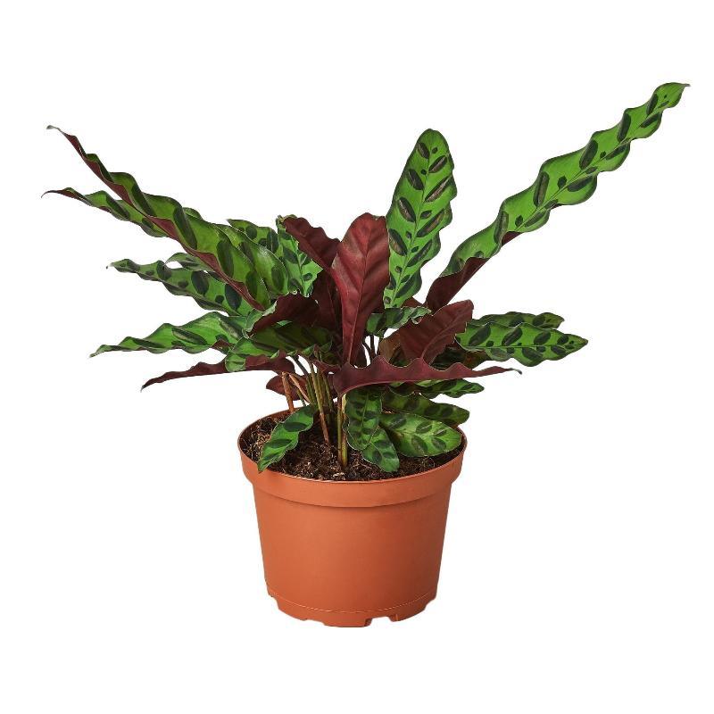 Calathea Lancifolia 'Rattlesnake' - LuxNovaHub 