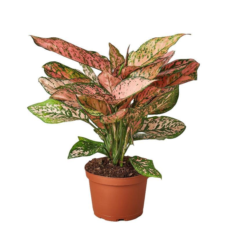 Chinese Evergreen 'Lady Valentine' - LuxNovaHub 