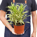 Dracaena 'Song of India' - LuxNovaHub 