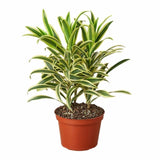 Dracaena 'Song of India' - LuxNovaHub 