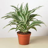 Dracaena 'Warneckii White Jewel - LuxNovaHub 