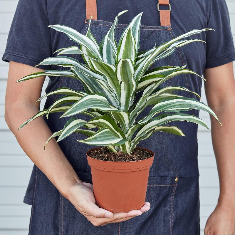 Dracaena 'Warneckii White Jewel - LuxNovaHub 