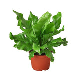 Bird's Nest 'Nidus' Fern - LuxNovaHub 