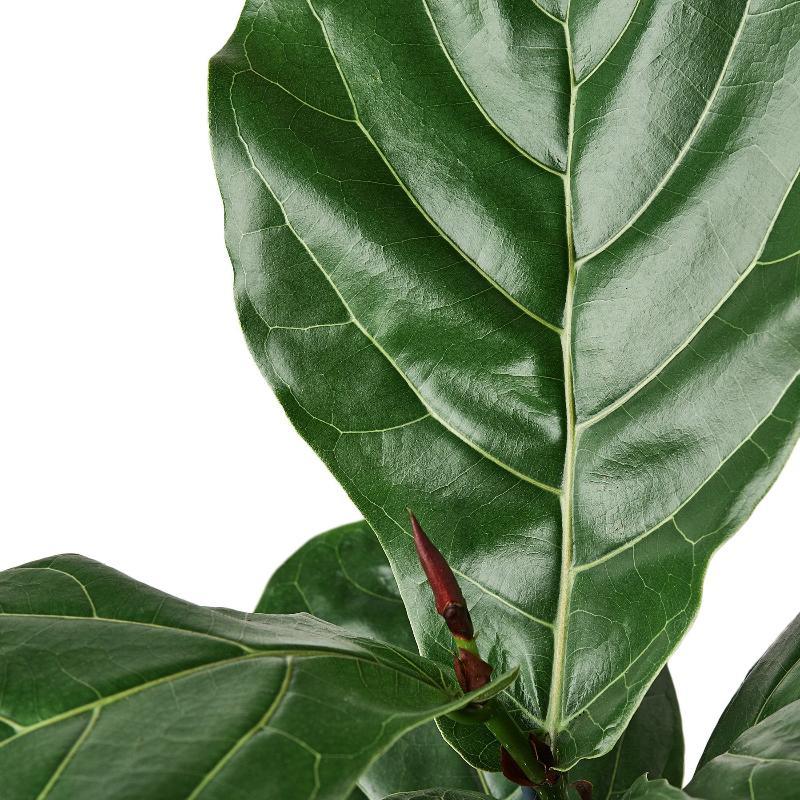 Ficus Lyrata 'Fiddle Leaf Fig' - LuxNovaHub 