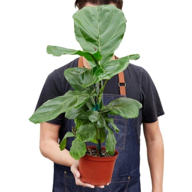 Ficus Lyrata 'Fiddle Leaf Fig' - LuxNovaHub 