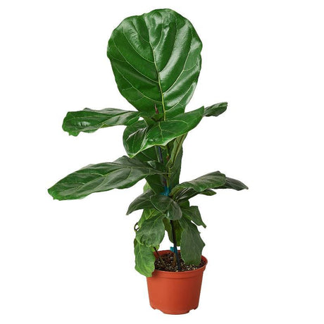 Ficus Lyrata 'Fiddle Leaf Fig' - LuxNovaHub 