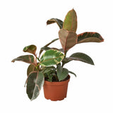 Ficus Elastica 'Ruby Pink' - LuxNovaHub 