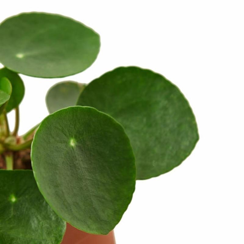 Pilea Peperomioides 'Chinese Money' - LuxNovaHub 