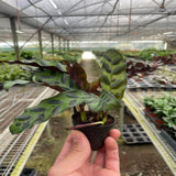 Calathea Lancifolia 'Rattlesnake' - LuxNovaHub 