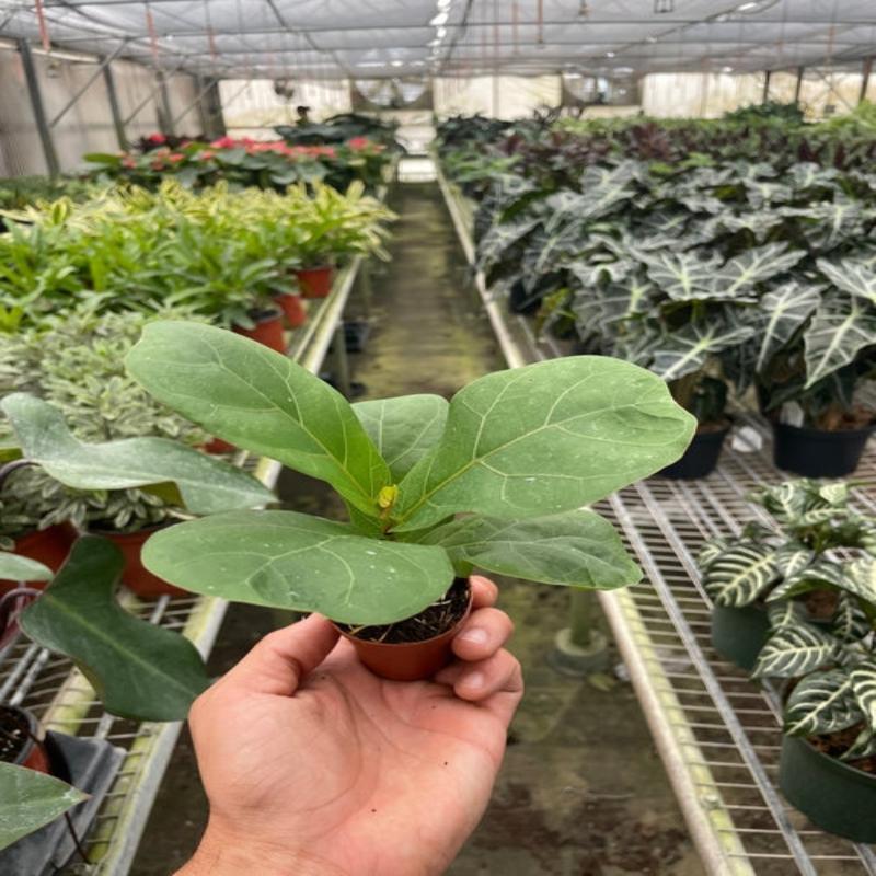 Ficus Lyrata 'Fiddle Leaf Fig' - LuxNovaHub 