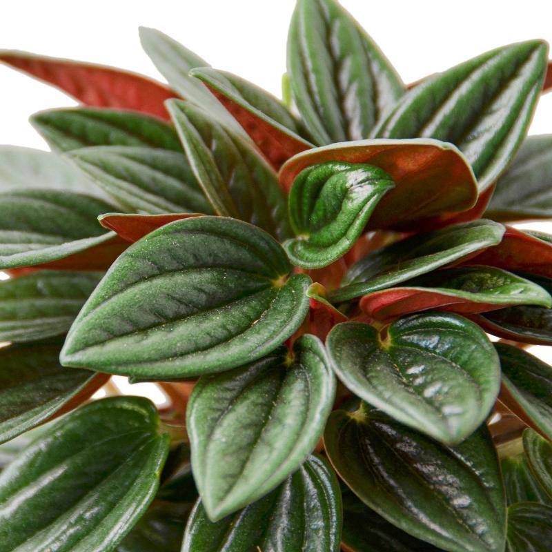 Peperomia Rosso - LuxNovaHub 