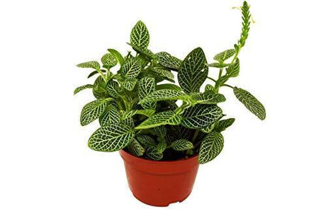 Fittonia 'White Nerve Plant' - LuxNovaHub 