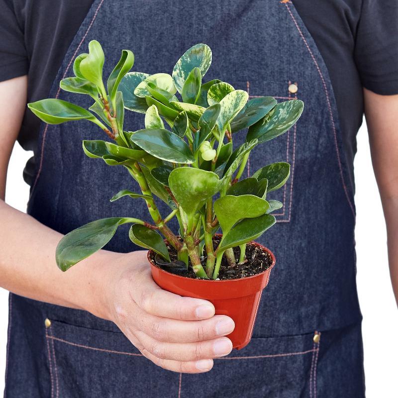 Peperomia 'Marble' - LuxNovaHub 