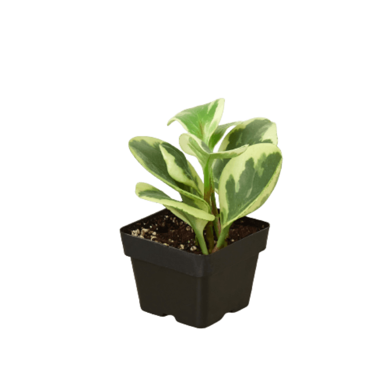 Peperomia 'Marble' - LuxNovaHub 