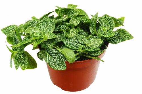 Fittonia 'White Nerve Plant' - LuxNovaHub 