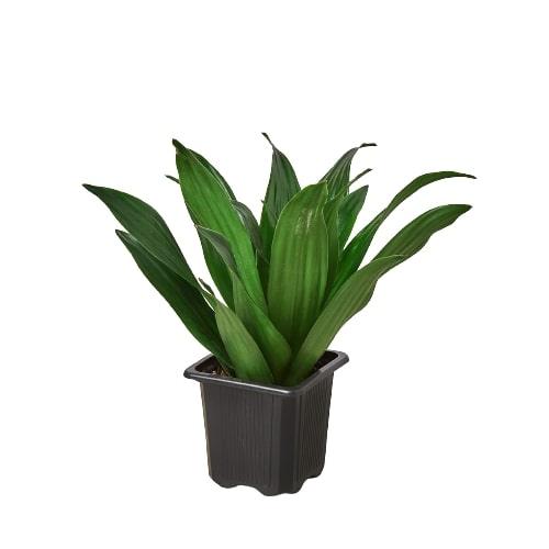 Dracaena 'Janet Craig' - LuxNovaHub 