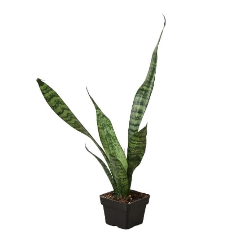 Snake Plant 'Zeylanica' - LuxNovaHub 