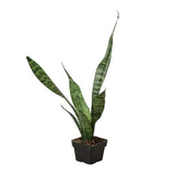 Snake Plant 'Zeylanica' - LuxNovaHub 