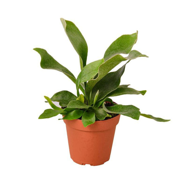 Staghorn Fern - LuxNovaHub 