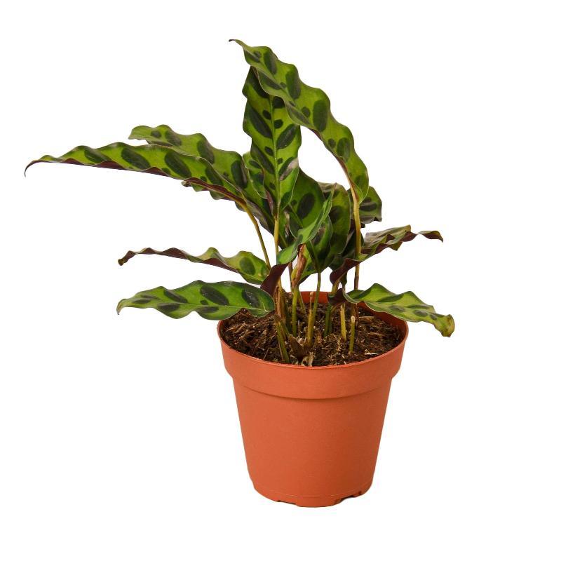 Calathea Lancifolia 'Rattlesnake' - LuxNovaHub 