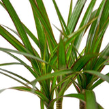 Dracaena Marginata Cane - LuxNovaHub 