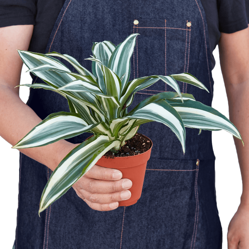 Dracaena 'Warneckii White Jewel - LuxNovaHub 