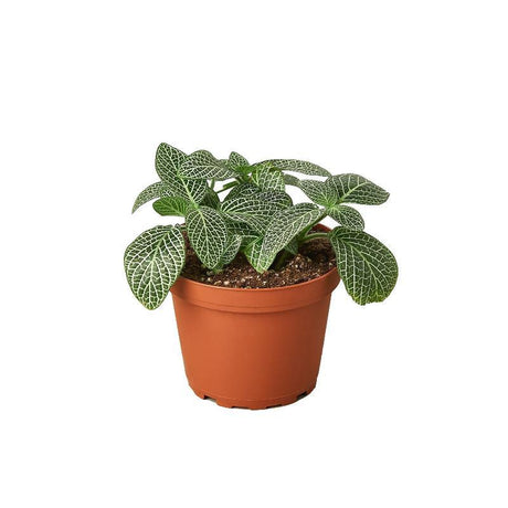 Fittonia 'White Nerve Plant' - LuxNovaHub 