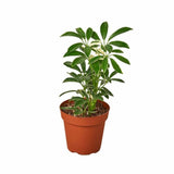 Schefflera Moonlight 'Umbrella Plant' - LuxNovaHub 