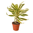 Dracaena 'Song of India' - LuxNovaHub 