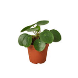 Pilea Peperomioides 'Chinese Money' - LuxNovaHub 