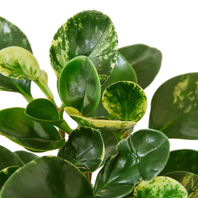 Peperomia 'Marble' - LuxNovaHub 