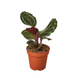 Calathea Roseopicta Medallion - LuxNovaHub 