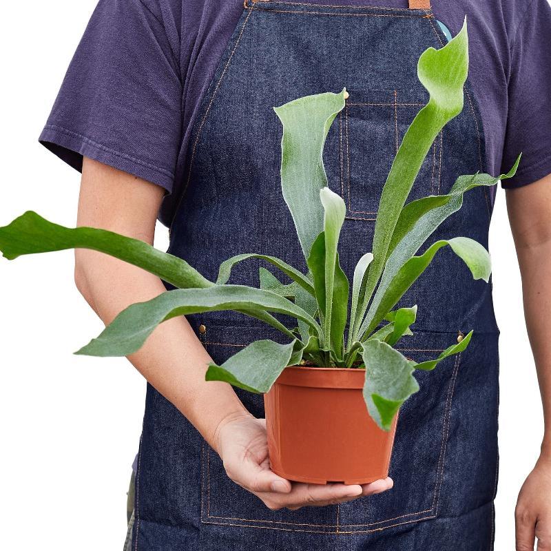 Staghorn Fern - LuxNovaHub 