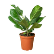 Ficus 'Audrey' - LuxNovaHub 