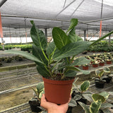 Ficus 'Audrey' - LuxNovaHub 