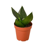 Snake Plant Jade - LuxNovaHub 