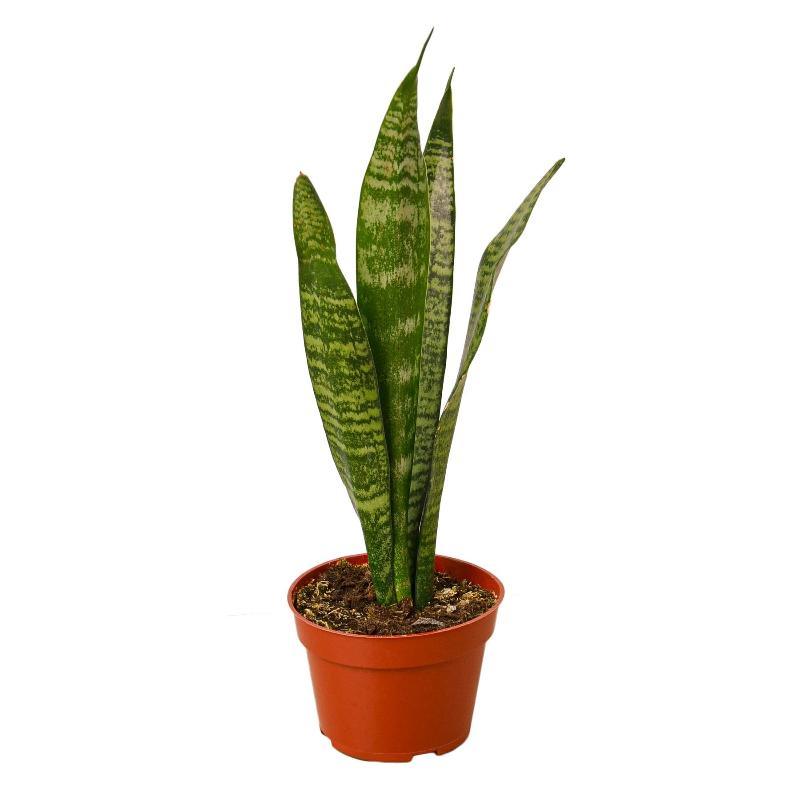 Snake Plant 'Zeylanica' - LuxNovaHub 