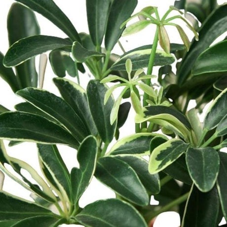 Schefflera Moonlight 'Umbrella Plant' - LuxNovaHub 