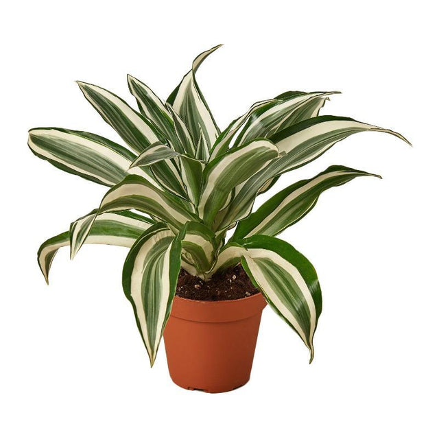 Dracaena 'Warneckii White Jewel - LuxNovaHub 