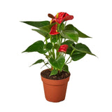 Anthurium 'Red' - LuxNovaHub 