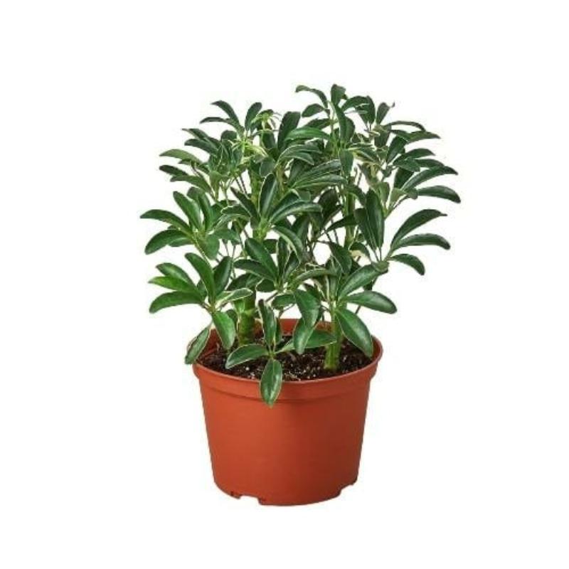 Schefflera Moonlight 'Umbrella Plant' - LuxNovaHub 