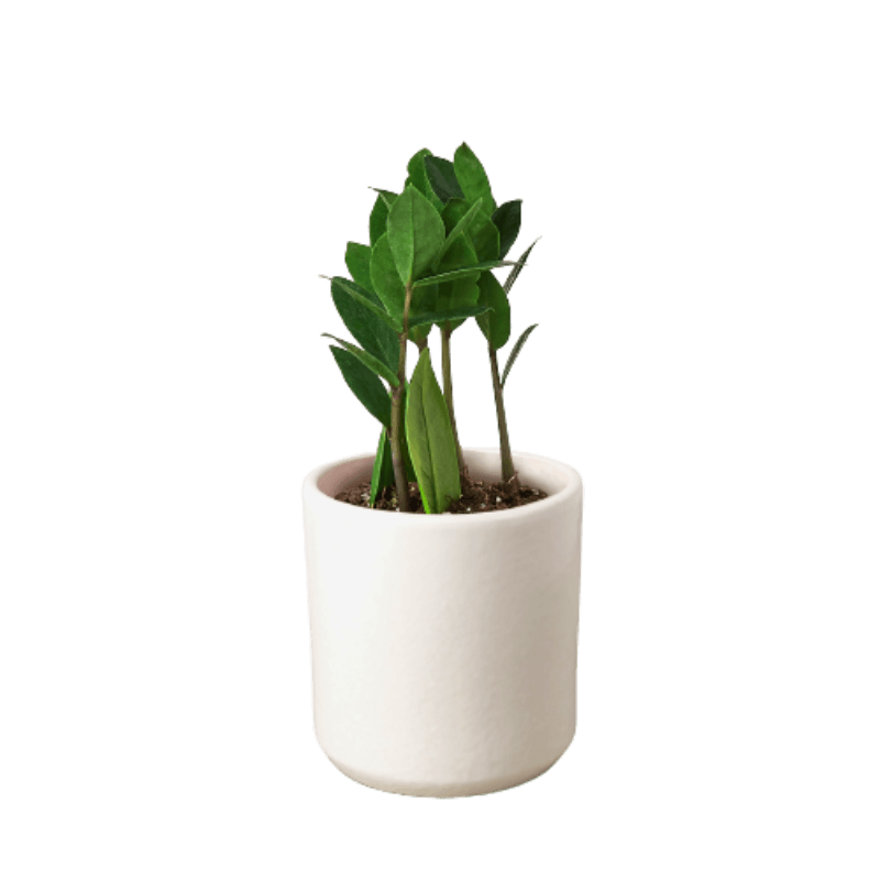 Zamioculcas Zamiifolia ZZ - LuxNovaHub 