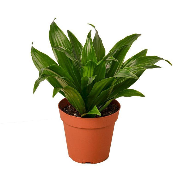 Dracaena 'Janet Craig' - LuxNovaHub 