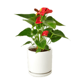 Anthurium 'Red' - LuxNovaHub 