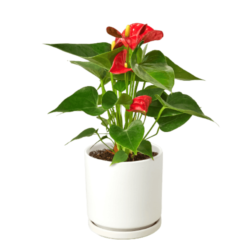 Anthurium 'Red' - LuxNovaHub 